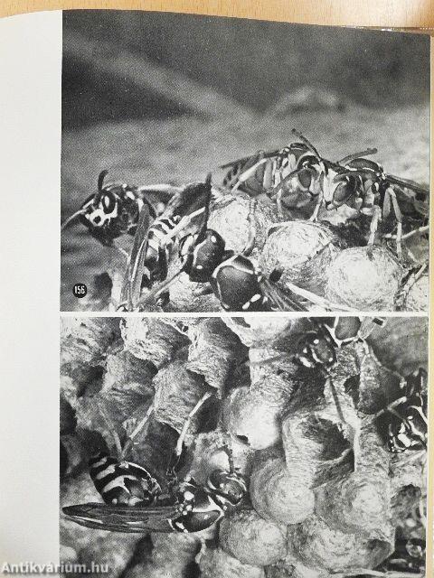 Rovarok közelről...