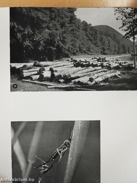 Rovarok közelről...