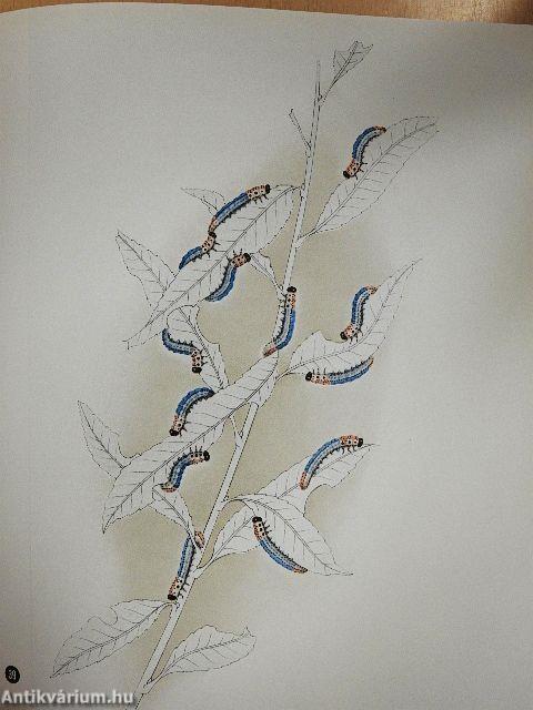 Rovarok közelről...