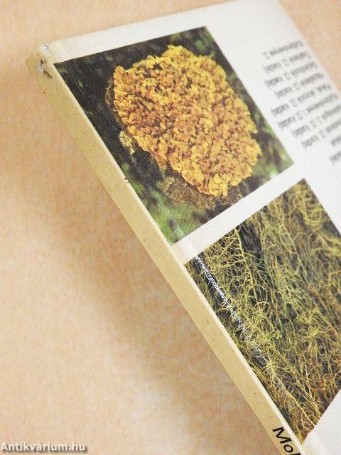 Mohák, zuzmók, harasztok