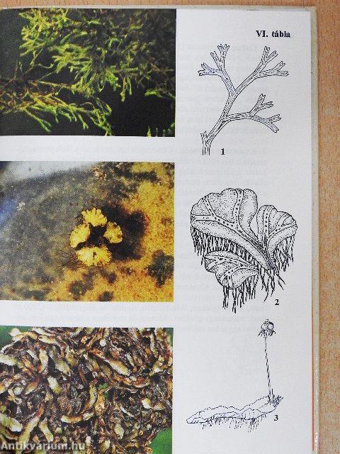 Mohák, zuzmók, harasztok