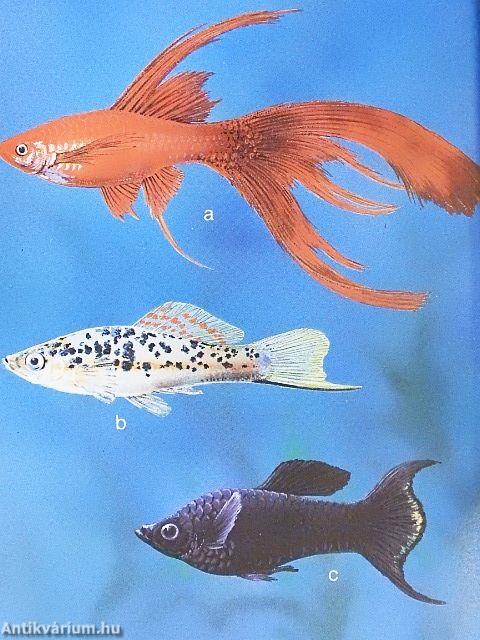 Elevenszülő fogaspontyok