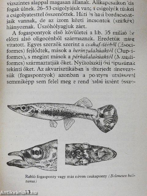 Elevenszülő fogaspontyok