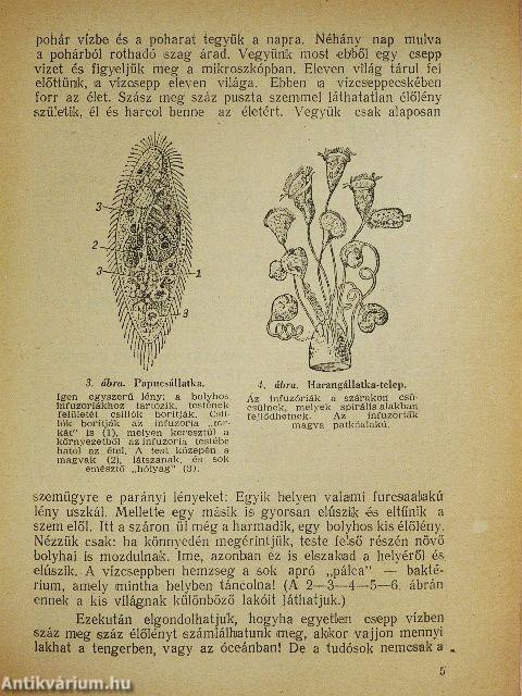 Élő és élettelen világ