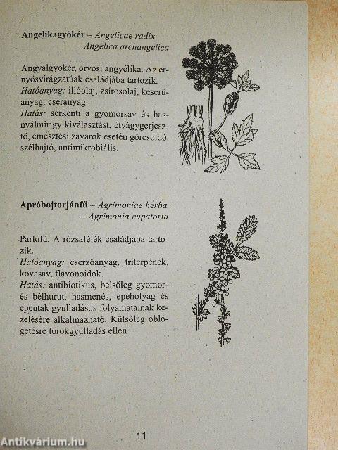 Gyógynövények és gyógyteák