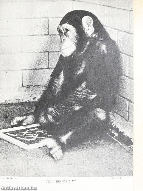 Lilliput February 1946