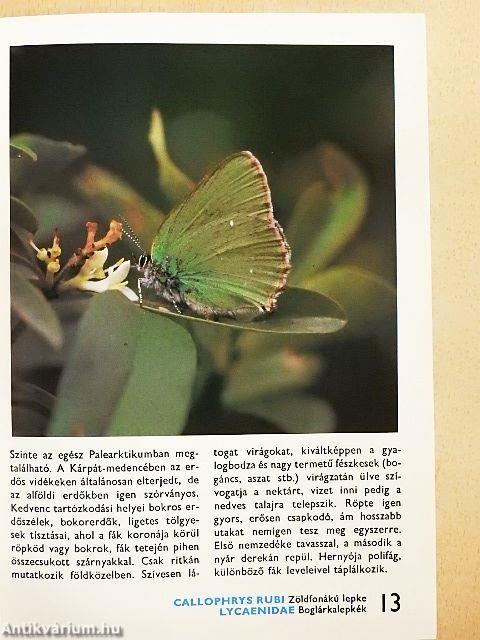 A nappali lepkékről