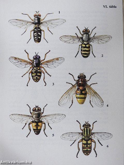 Legyek, hangyák, méhek, darazsak