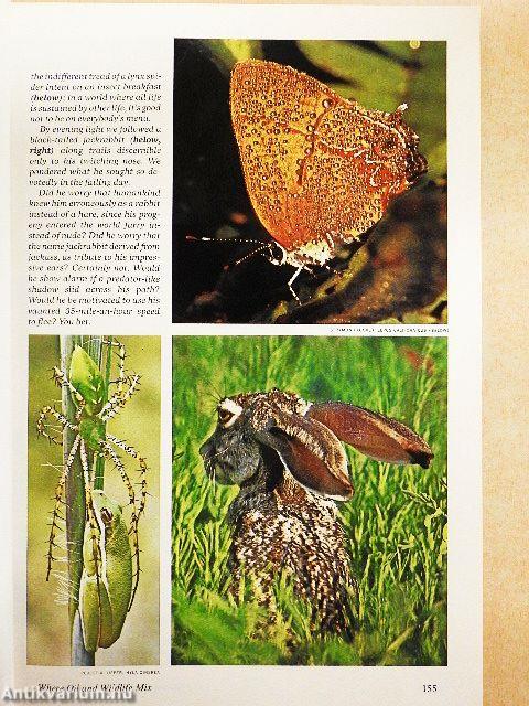 National Geographic February 1981