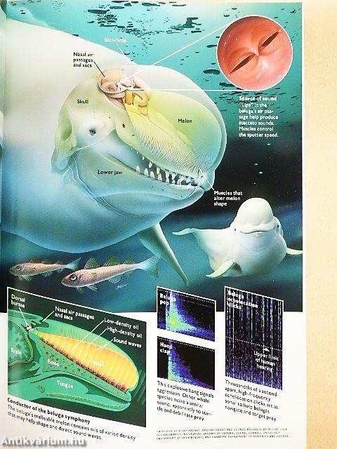 National Geographic June 1994