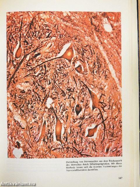 Das Bild der modernen Biologie