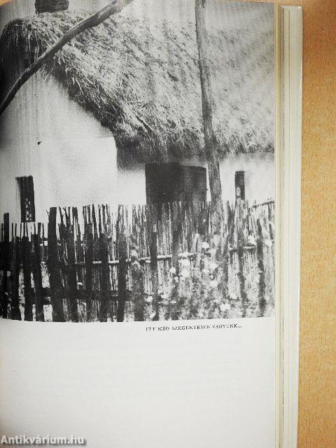 Erdőháton, Nyíren