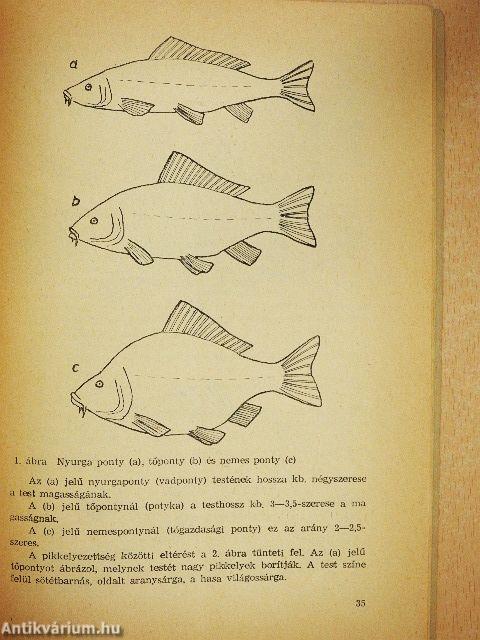 Amit a horgásznak tudnia kell