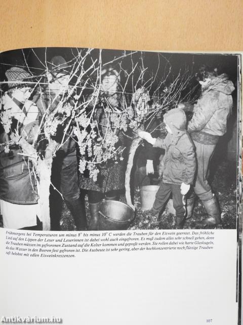 In der Rebe das Leben (dedikált példány)