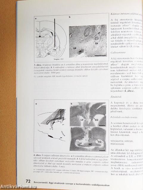 Ideggyógyászati Szemle 2004. március 20.