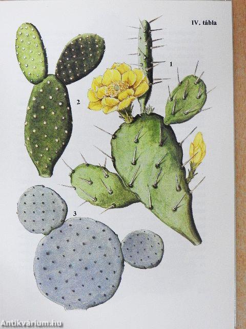 Kaktuszok, pozsgások