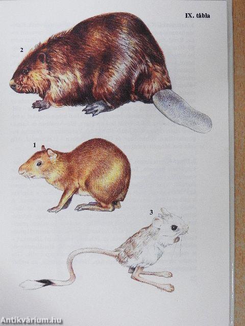 Állatkerti emlősök