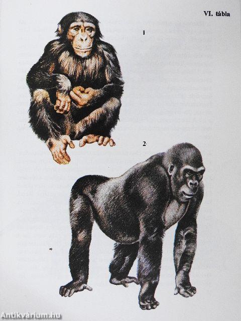 Állatkerti emlősök