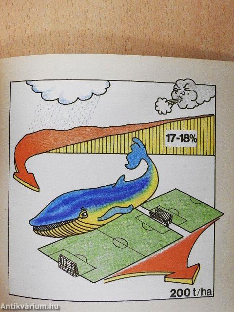 Számvető könyvecske