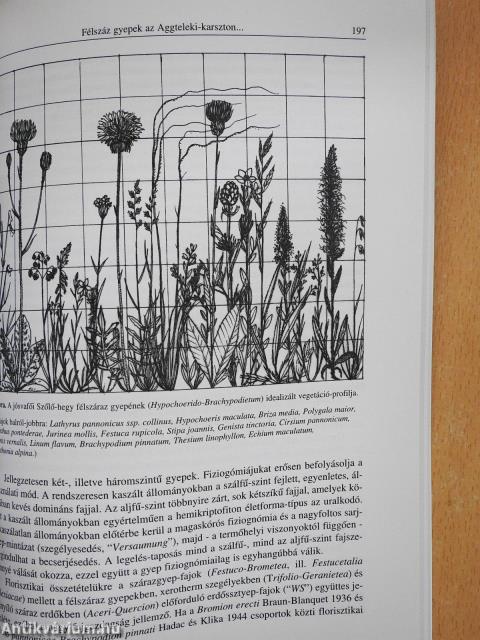 Vegetáció és dinamizmus (dedikált példány)