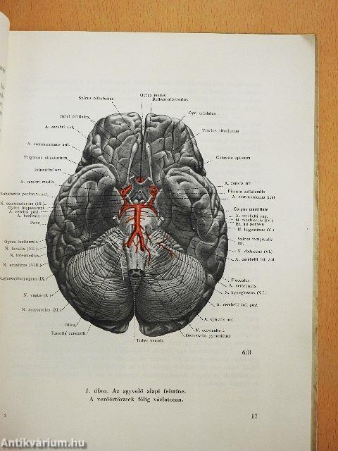 Az agyvelő boncolása