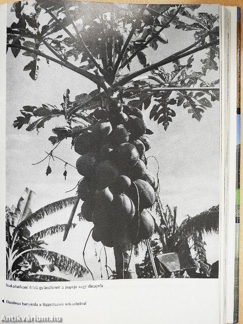 Ausztrália, Óceánia, Antarktisz