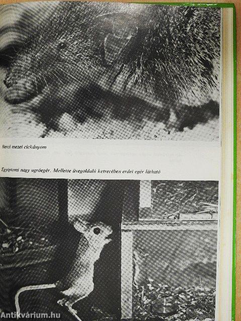 Mindent lehet, de krokodilt - azt nem!