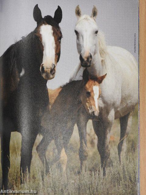 Tudorka Magazin 134.