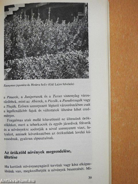 Fenyők és örökzöldek a kertben