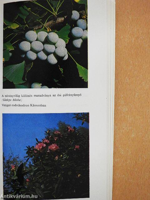 Fenyők és örökzöldek a kertben