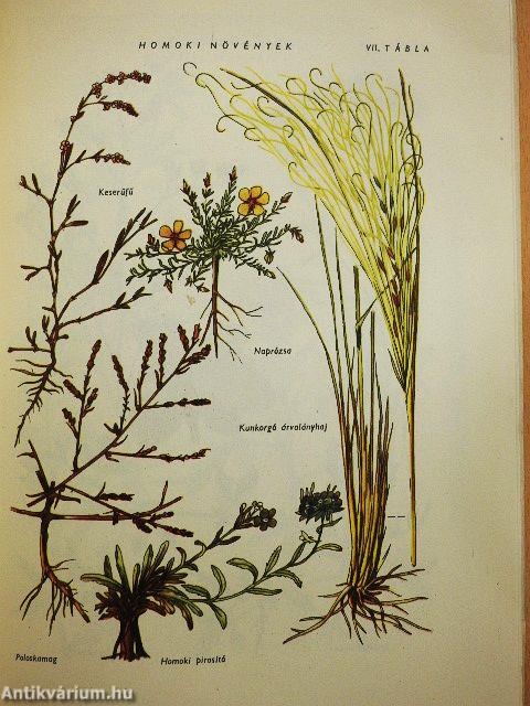 Tanulmányutak, megfigyelések, kísérletek