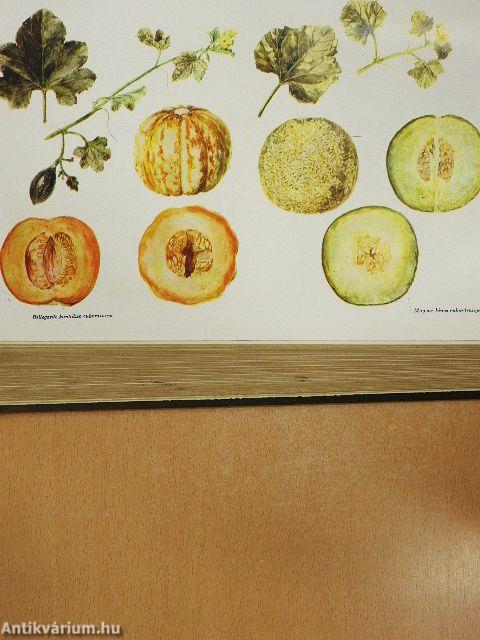 Mezőgazdasági Lexikon 1-2.