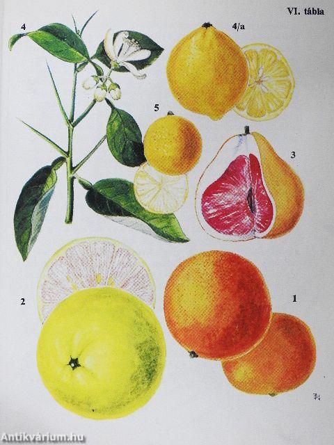 Kultúrnövények 1.