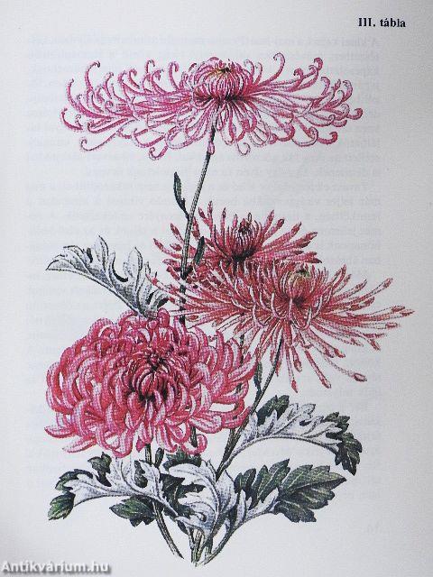 Kína kerti virágai