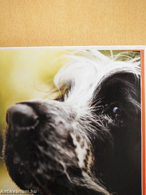 A kutyák titkos élete