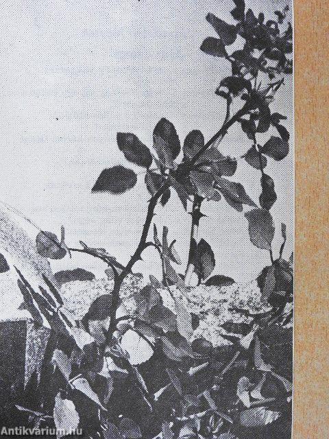 Igaz-e, hogy... a szcientológia egyház?