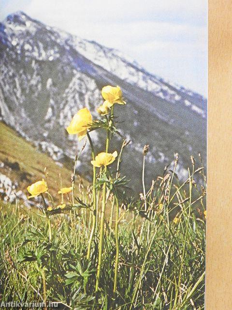 Die Pflanzenwelt der Alpen