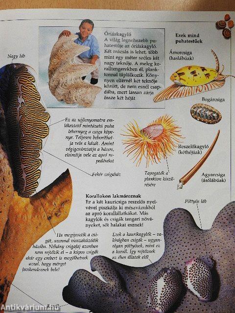 A tudás nagy könyve