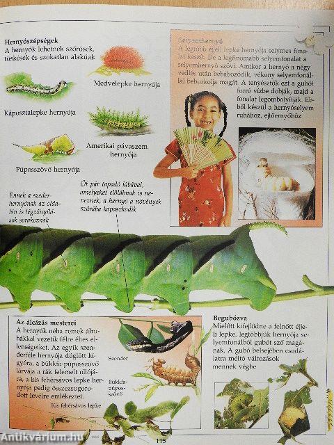 A tudás nagy könyve