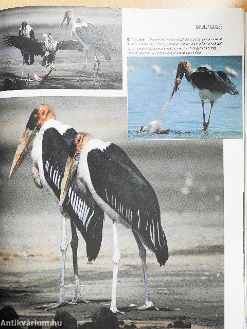 A természet megfejtett titkai