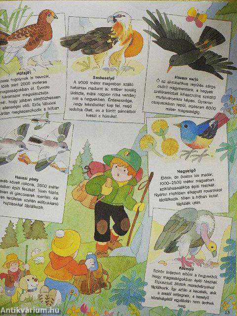 A hegyek világa/Az erdők világa