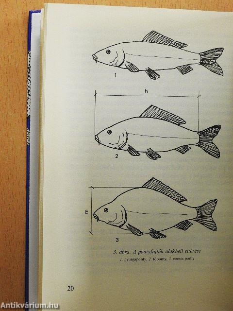 A ponty és horgászata