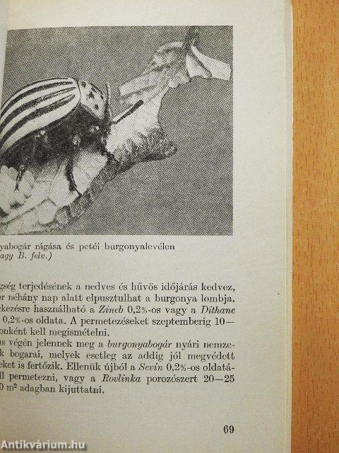 A házikerti növényvédelem és korszerű eszközei
