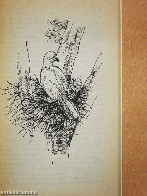 Aranydenevérek, rózsaszín galambok