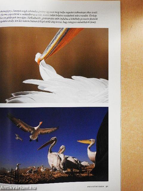 National Geographic Magyarország 2010. december