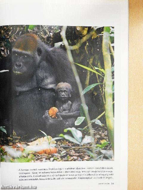 National Geographic Magyarország 2008. január
