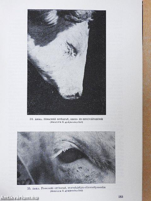 Szarvasmarha-egészségtan