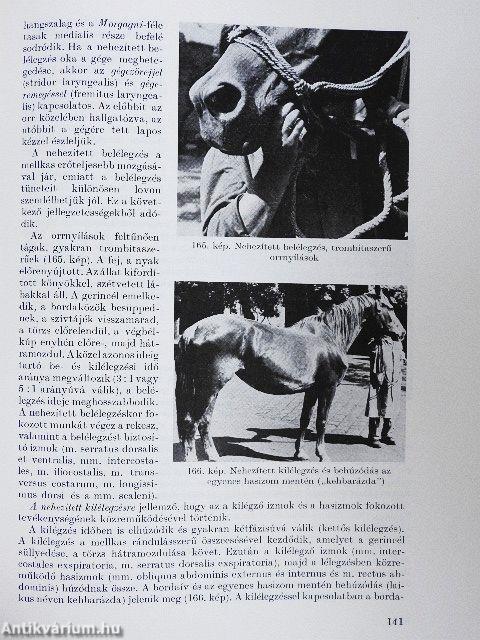 Bevezetés az állatorvosi belgyógyászatba