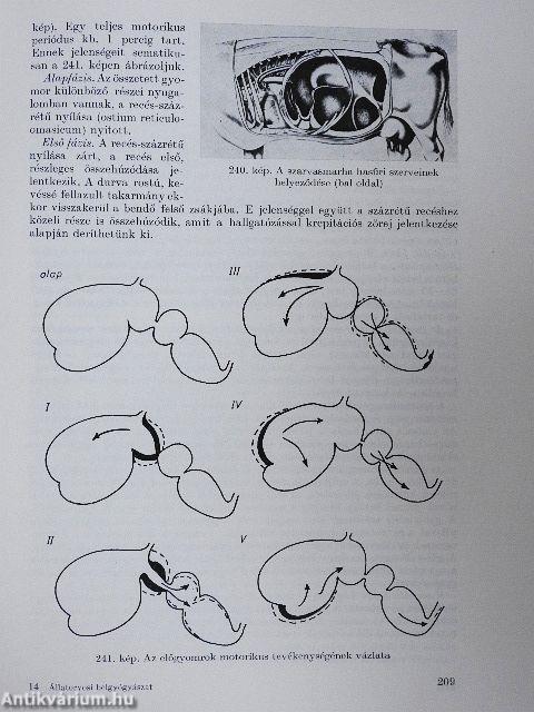 Bevezetés az állatorvosi belgyógyászatba