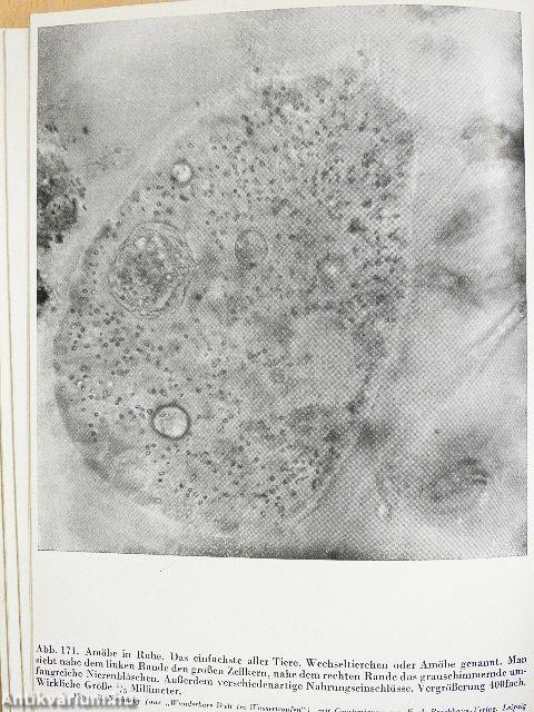 Wunder der Grossen und Kleinen Welt